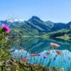 Décor floral sur le Lac de Roselend, fleurs sauvages et paysages alpins - Vente de photos par Gaëtan Michel