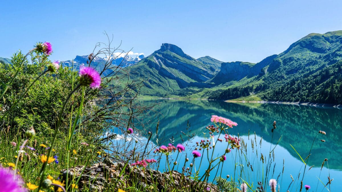 Décor floral sur le Lac de Roselend, fleurs sauvages et paysages alpins - Vente de photos par Gaëtan Michel