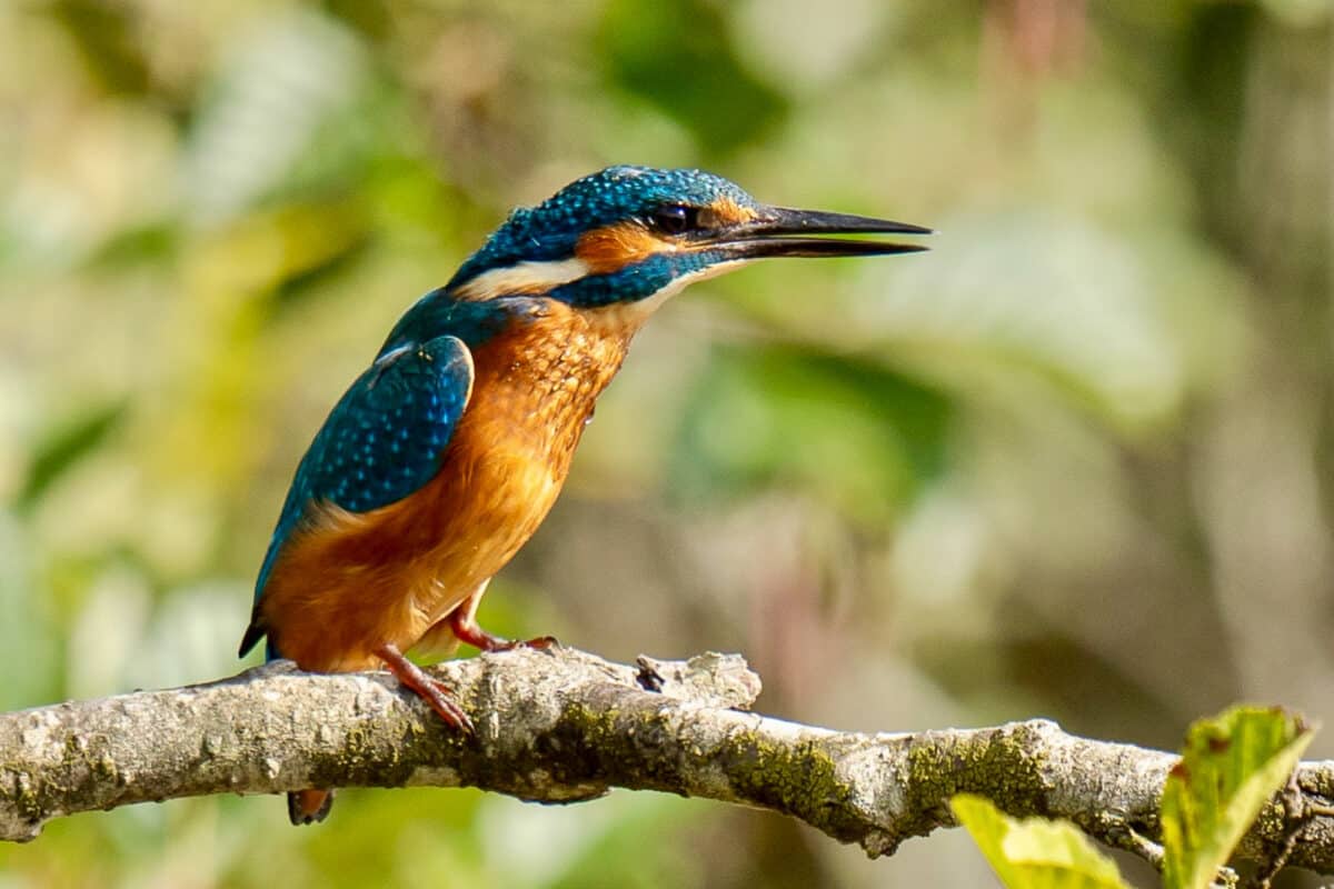 Martin-Pêcheur d&rsquo;Europe – photographie de Gaëtan Michel
