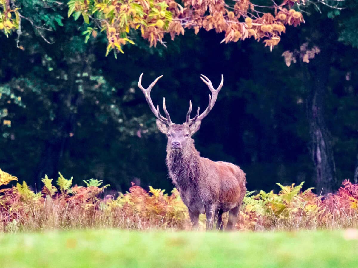 Cerf élaphe dans le Massif du Vercors – photographie de Gaëtan Michel