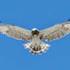 Circaète Jean-le-Blanc en vol, rapace migrateur et faune sauvage - Vente de photos animalières par Gaëtan Michel