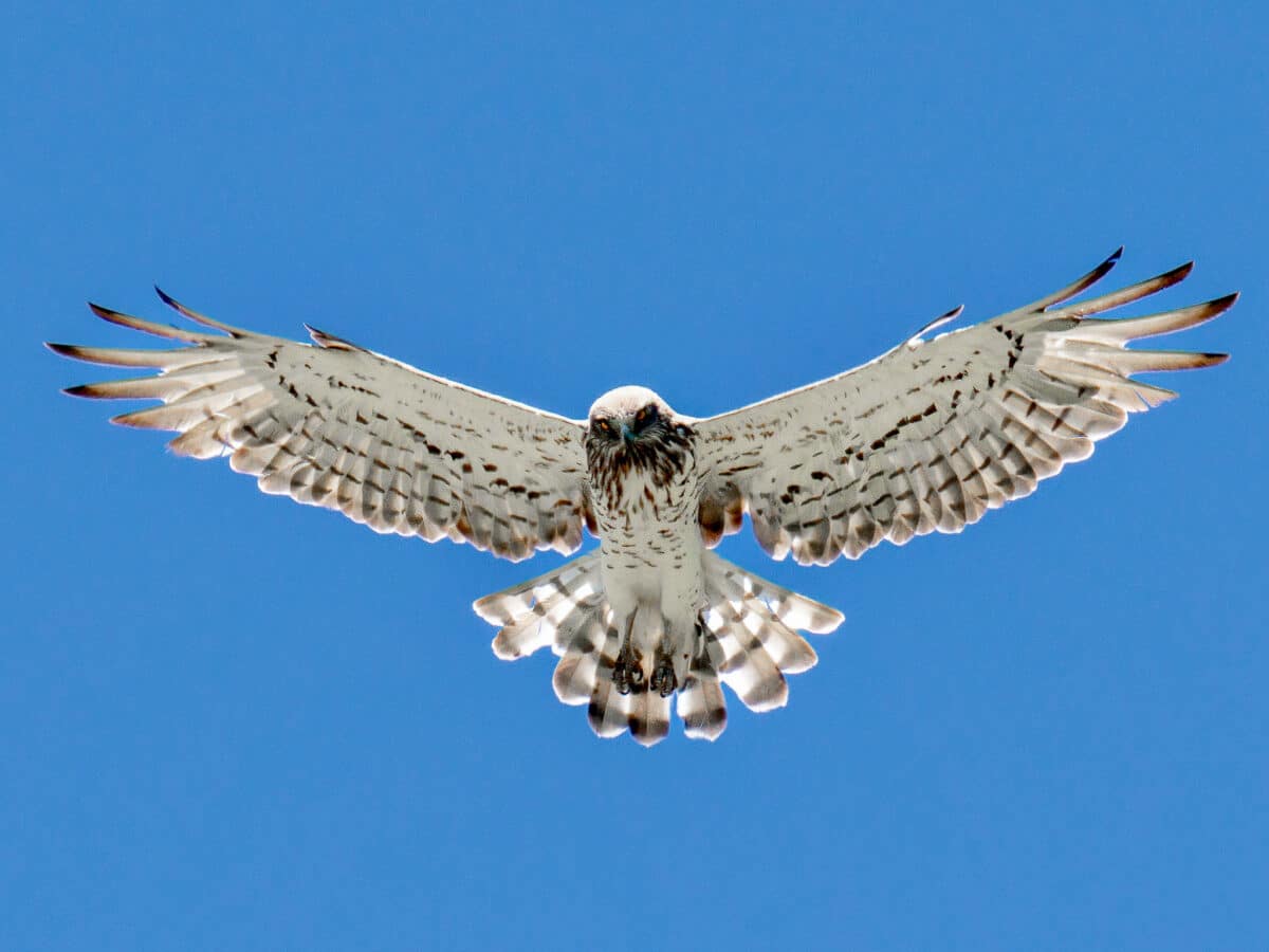 Circaète Jean-le-Blanc en vol, rapace migrateur et faune sauvage - Vente de photos animalières par Gaëtan Michel