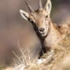 Bouquetin des Alpes , faune alpine et paysages montagneux - Vente de photos animalières par Gaëtan Michel