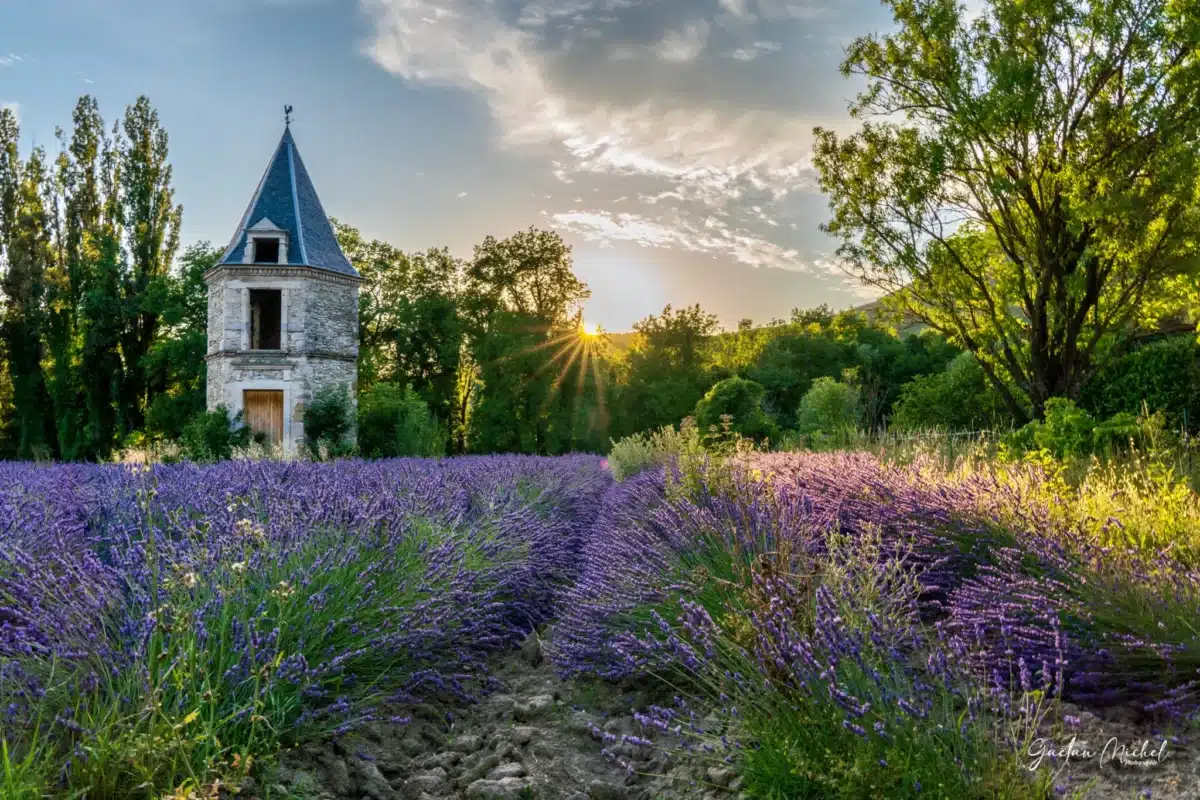 Pigeonnier au milieu d’un champ de lavande en fleurs dans la Drôme provençale