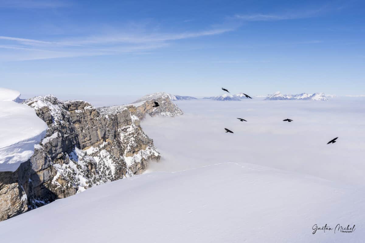 Démonstration de vol de Chocards à bec jaune depuis les crêtes du Massif du Vercors – photographie de Gaëtan Michel