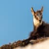 Un jeune chamois curieux, croisé lors d’une randonnée printanière dans la réserve de la Chartreuse. Petit chamois en Chartreuse au printemps, faune alpine sauvage, photo à vendre en tirage d'art