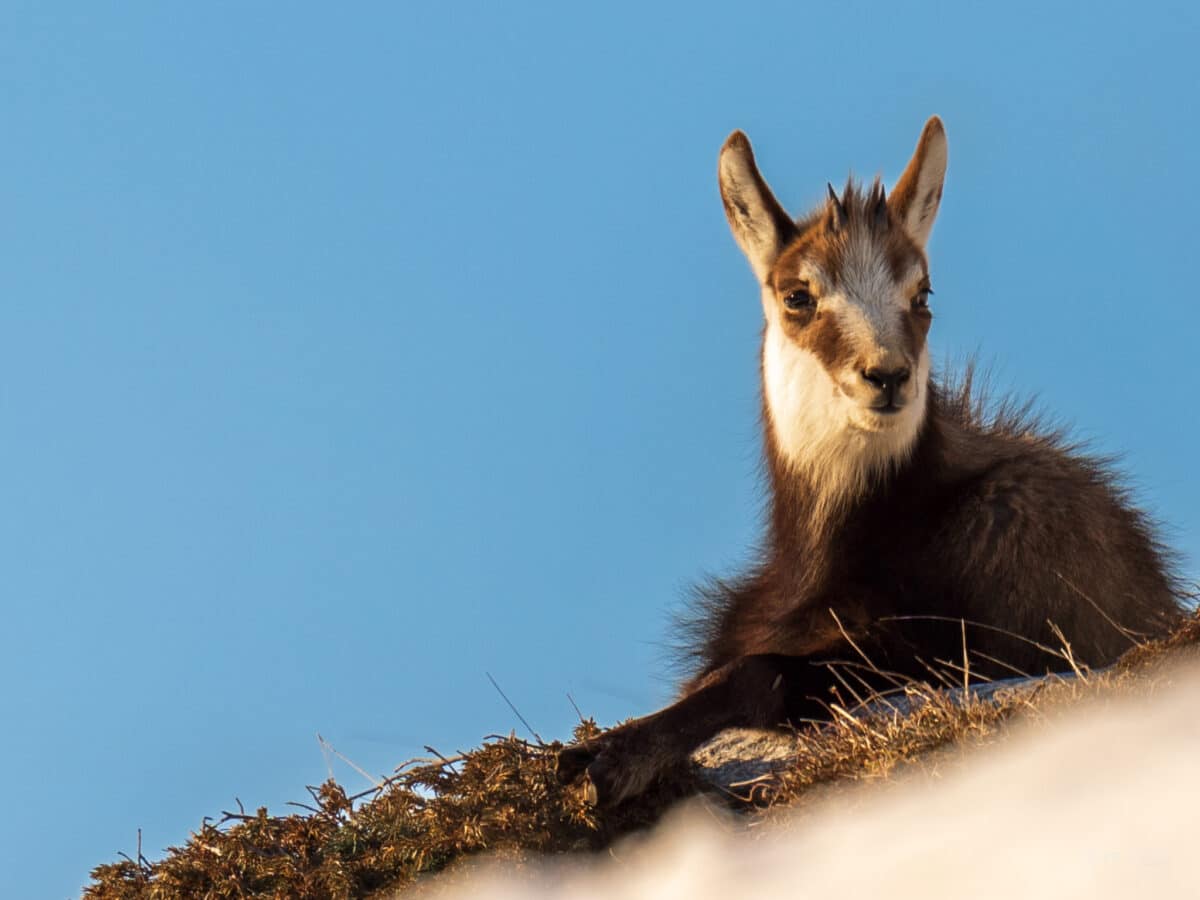 Petit chamois en Chartreuse au printemps, faune alpine sauvage, photo à vendre en tirage d'art