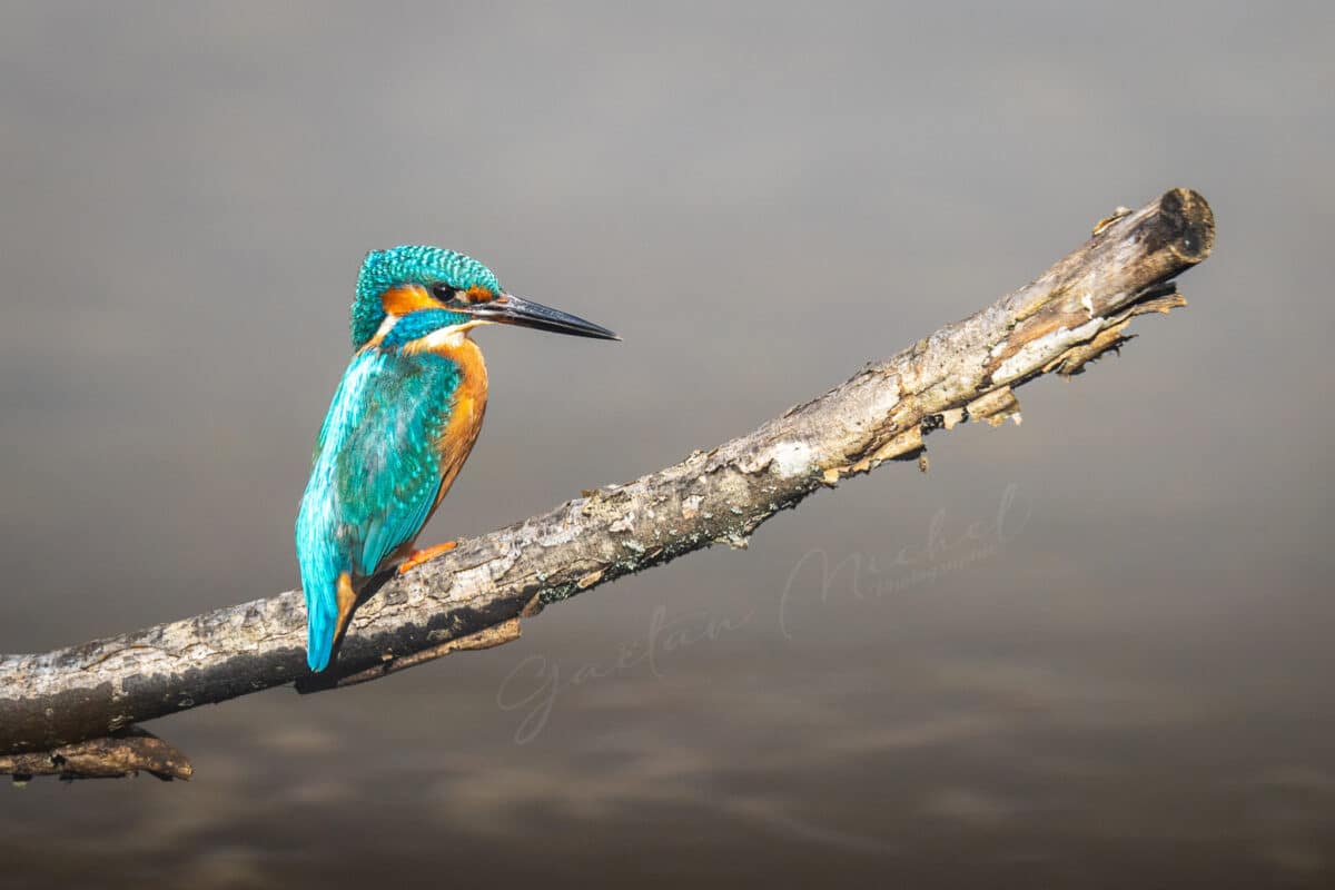 Martin-pêcheur d'Europe en bord de rivière, oiseau coloré et rapide - Photo animalière par Gaëtan Michel