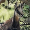 Jeune chamois de Chartreuse en montagne, faune alpine sauvage - Photo animalière par Gaëtan Michel