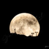 Super Lune Croix de Chamrousse Super Lune derrière la Croix de Chamrousse | gaetanmichel.com | Massif de Belledonne