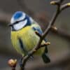 Mésange bleue, oiseau coloré des forêts et jardins - Vente de photos animalières par Gaëtan Michel