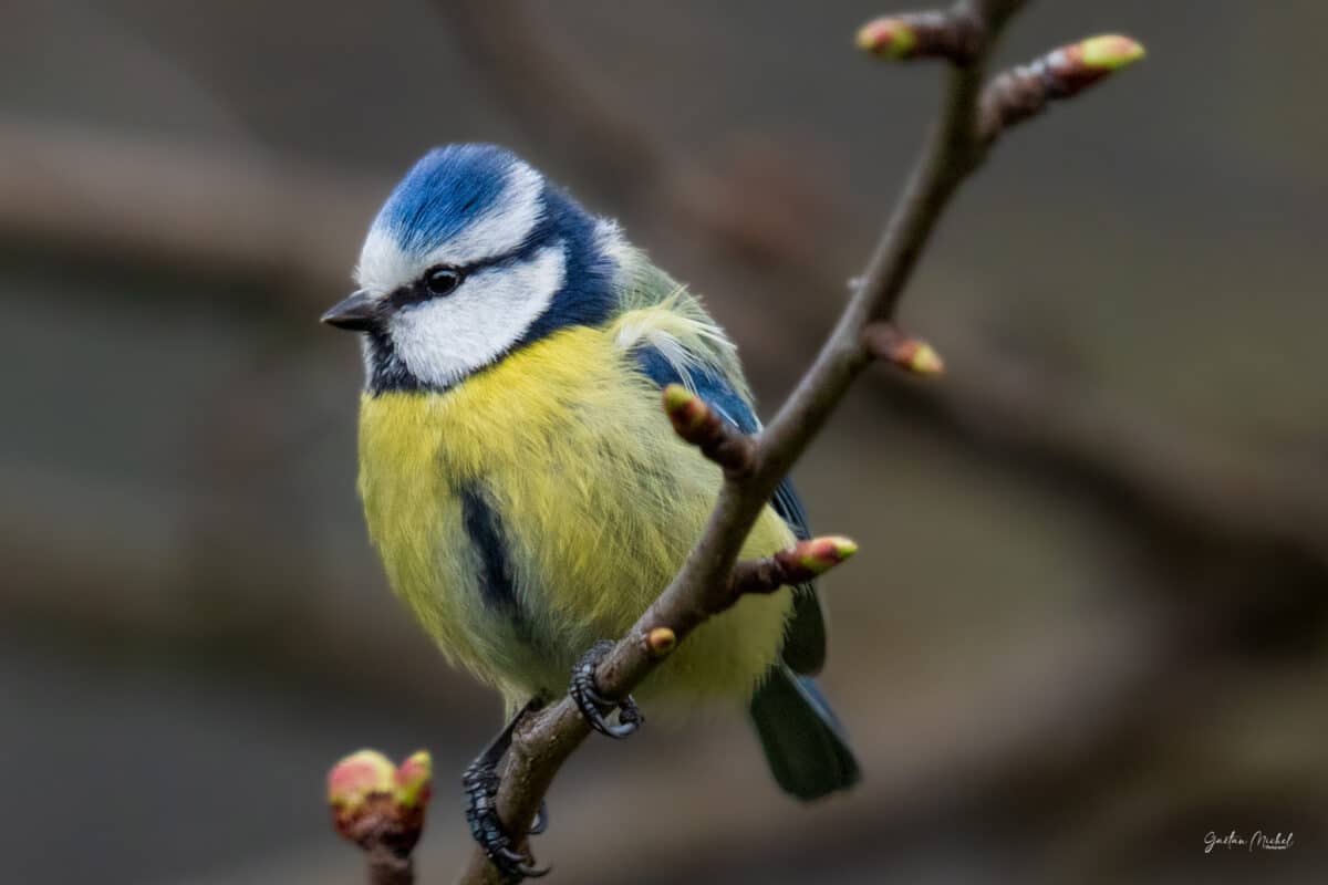 Mésange bleue, oiseau coloré des forêts et jardins - Vente de photos animalières par Gaëtan Michel