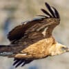 Vautour fauve en vol au-dessus des montagnes avec grande envergure