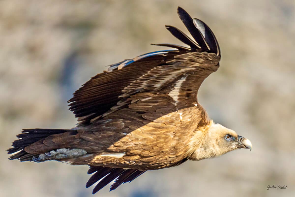 Vautour fauve en vol au-dessus des montagnes avec grande envergure