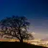 Chêne centenaire à Vénon près de Grenoble, arbre majestueux et paysages isérois - Vente de tirages décoratifs par Gaëtan Michel