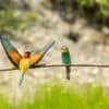 Un couple de Guêpiers d'Europe, oiseaux aux plumages multicolores. alt="Couple de Guêpiers d'Europe, oiseaux colorés en milieu naturel - Vente de photos animalières par Gaëtan Michel