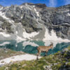Jeune bouquetin au lac d’Ambin dans un paysage sauvage des Alpes Jeune bouquetin des Alpes près du Lac d'Ambin, faune alpine et paysages sauvages - Photo par Gaëtan Michel