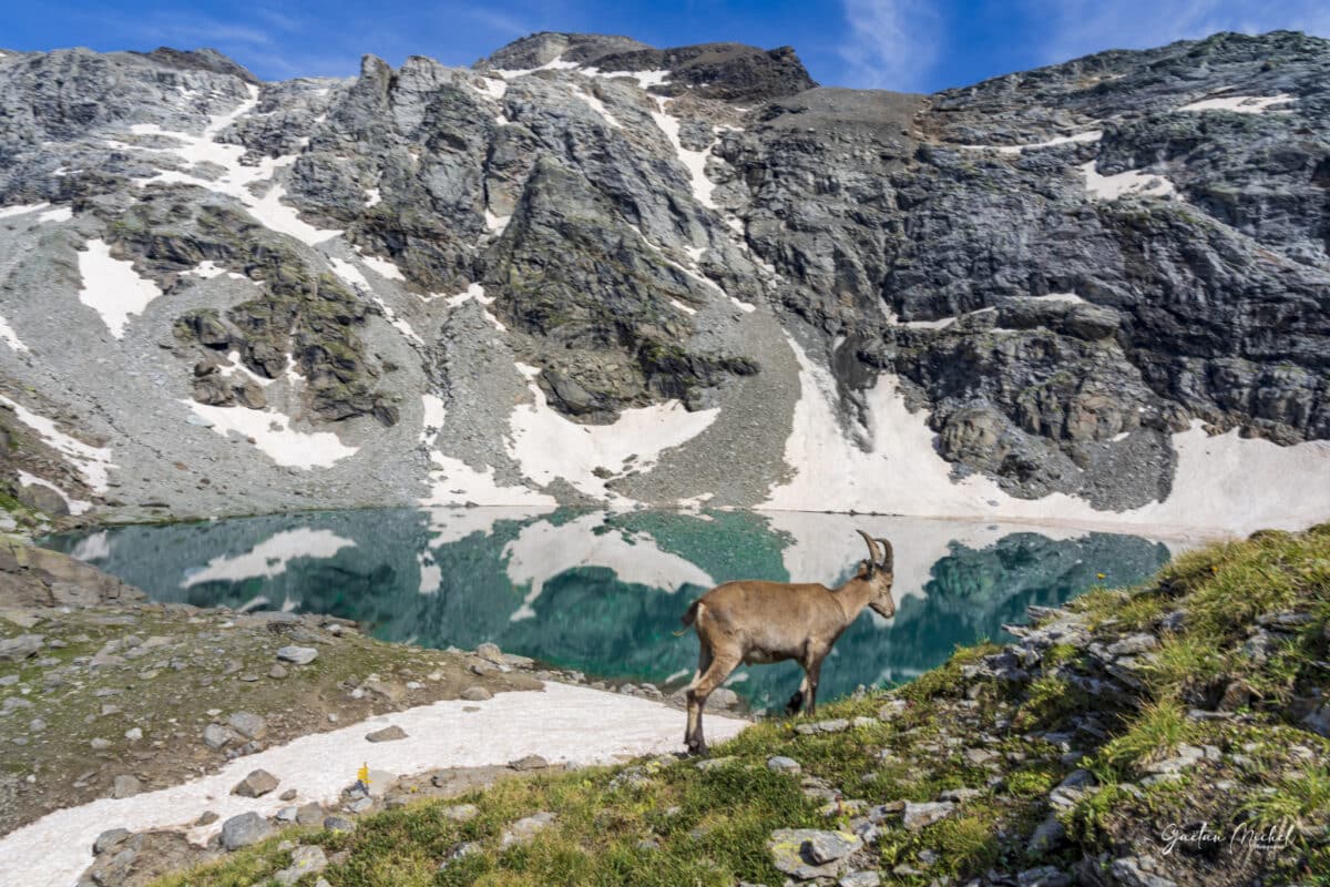 Jeune bouquetin des Alpes près du Lac d'Ambin, faune alpine et paysages sauvages - Photo par Gaëtan Michel