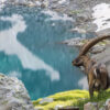 Bouquetin des Alpes près d'un lac couleur émeraude, faune et paysages alpins - Vente de photos par Gaëtan Michel