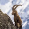 Un bouquetin des Alpes, symbole de la faune alpine, domine les sommets avec élégance et puissance. Une photographie animalière de Gaëtan Michel, capturant la majesté de ce mammifère emblématique des montagnes. Bouquetin des Alpes en montagne, faune alpine emblématique - Photo animalière par Gaëtan Michel