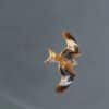 Milan royal en vol en montagne, rapace alpin emblématique - Photo animalière par Gaëtan Michel
