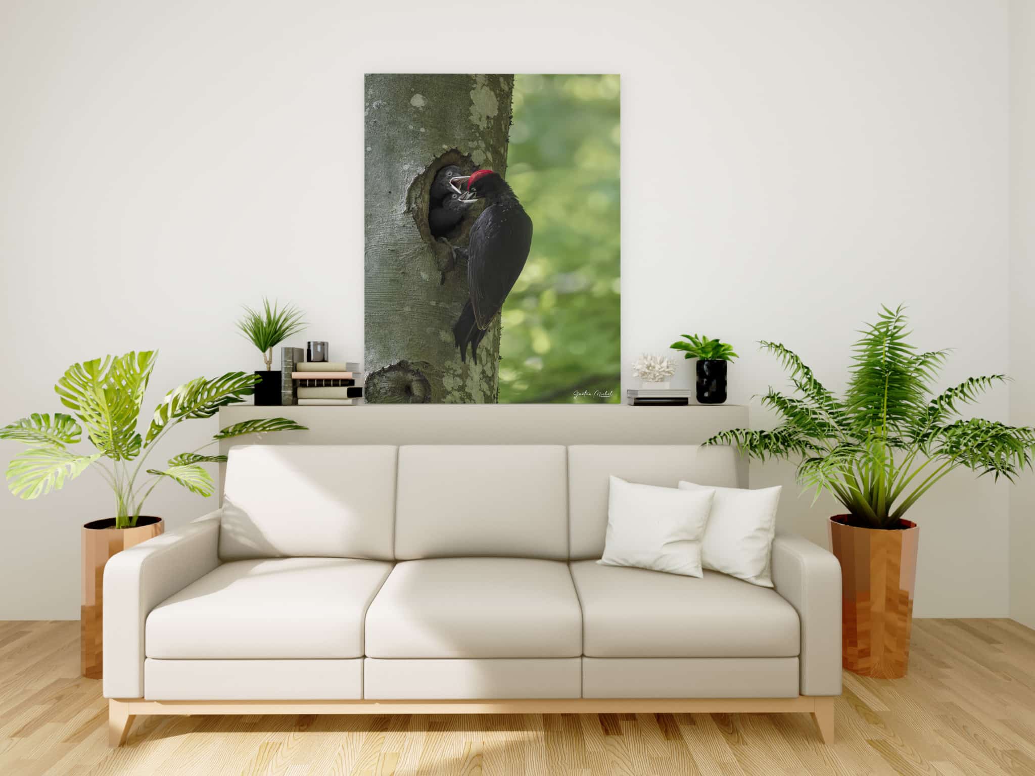 Instant de vie au coeur de la forêt, avec ce joli pic noir mâle qui nourrit ses deux petits dans leur nid que l'on appelle une loge, elle est creusée dans un tronc de hêtre. Le pic noir ( Dryocopus martius ) est le plus grand pic d'Europe. 