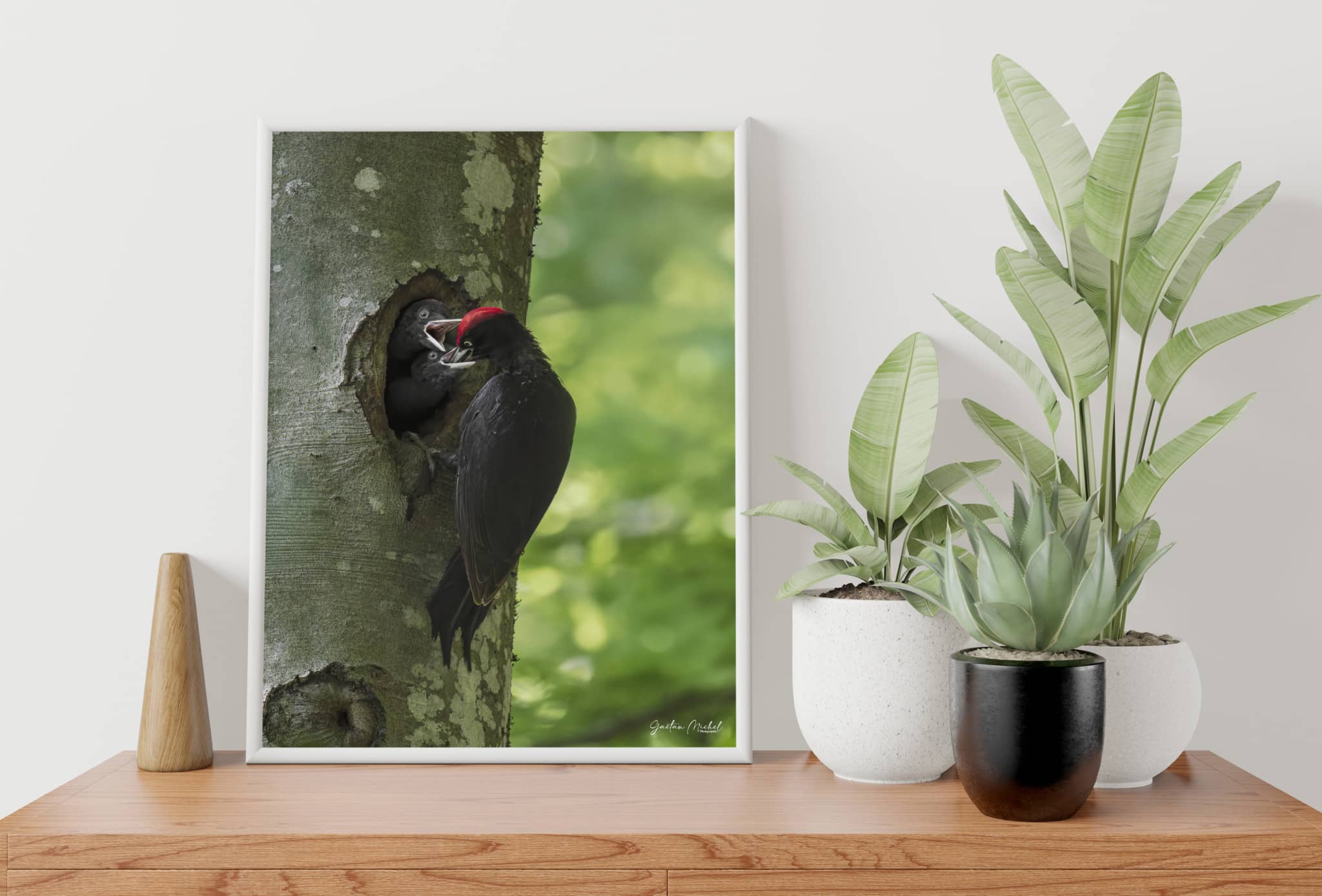 Instant de vie au coeur de la forêt, avec ce joli pic noir mâle qui nourrit ses deux petits dans leur nid que l'on appelle une loge, elle est creusée dans un tronc de hêtre. Le pic noir ( Dryocopus martius ) est le plus grand pic d'Europe. 