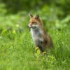 Renard roux dans un champ d'herbe en montagne, instant sauvage - Photo animalière par Gaëtan Michel