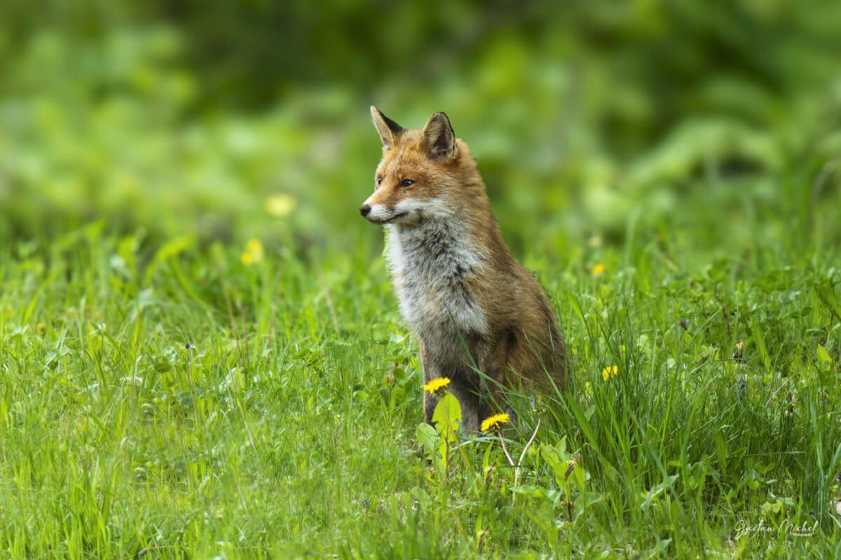 Renard roux dans un champ d'herbe en montagne, instant sauvage - Photo animalière par Gaëtan Michel