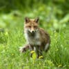 Renard roux de face, regard expressif en montagne - Photo animalière par Gaëtan Michel