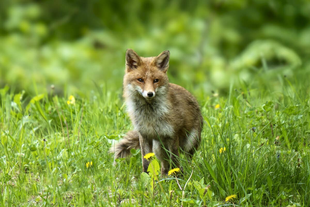 Renard roux de face, regard expressif en montagne - Photo animalière par Gaëtan Michel