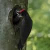 Pic noir (Dryocopus martius), oiseau forestier en montagne - Photo animalière par Gaëtan Michel