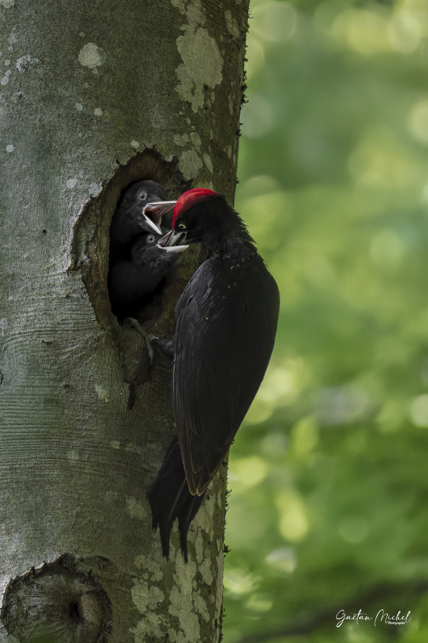 Pic noir (Dryocopus martius) en forêt alpine. Photo animalière idéale pour une décoration naturelle et élégante. Pic noir (Dryocopus martius) en forêt alpine. Photo animalière idéale pour une décoration naturelle et élégante.